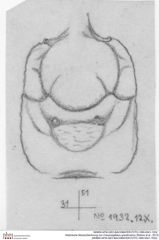 Historische Skizze/Zeichnung von Cracensigillatus gracilirostrus (Robins et al., 2013) (NHMW-AFW-GEO-BACHMAYER-FOTO-1990-0041-1932)
